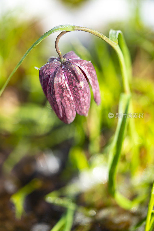 冰冻盛开的郁金香、蛇头贝母(Fritillaria meleagris)在其自然环境，沼泽